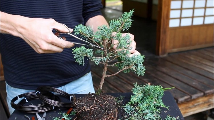 How to create a Bonsai tree (DIY)