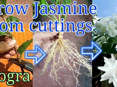 How to grow Jasmine from cuttings