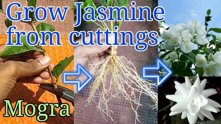 How to grow Jasmine from cuttings