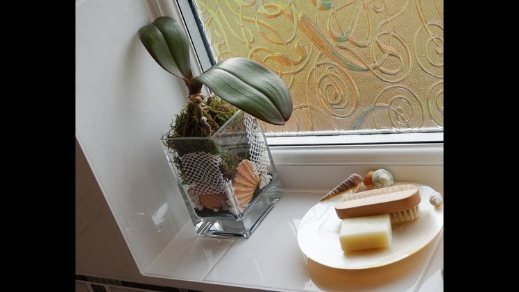 Bathroom Orchid Display How to Repotting Phalaenopsis Orchid Plant DIY Project Small Bathroom Idea