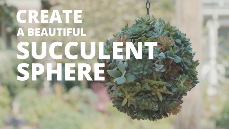 DIY Succulent Sphere - Easy Does It - HGTV