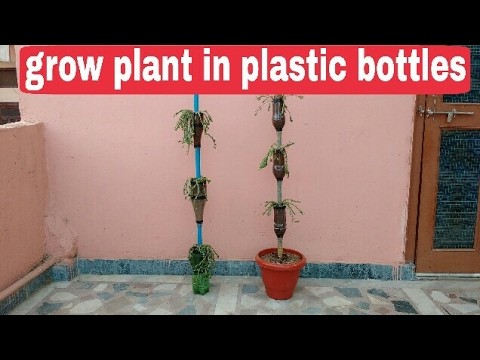 How to grow plant in plastic bottles, recycle bottles for plants, DIY plastic bottles
