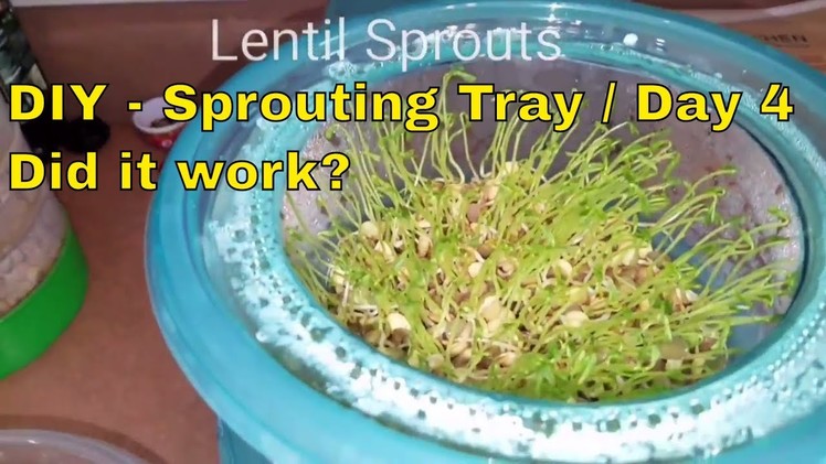DIY- Sprouting Tray Update.DAY 4 | Did It Work?