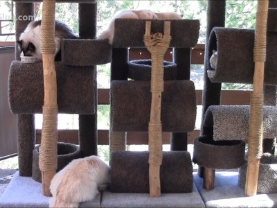 How To Build A Six Foot Cat Tree