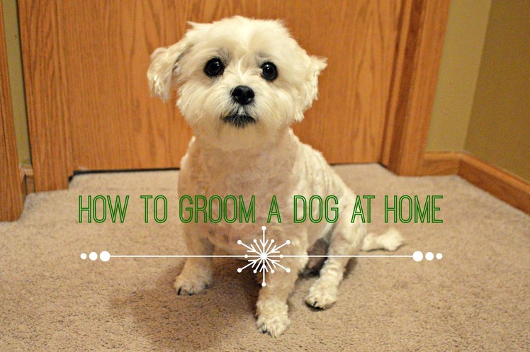 How To Groom A Dog At Home (Basic)