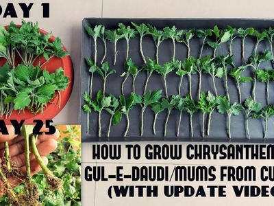 How to Grow Chrysanthemum.Gul-E-Daudi.Mums from Cuttings(Fast N Easy With Update Video)