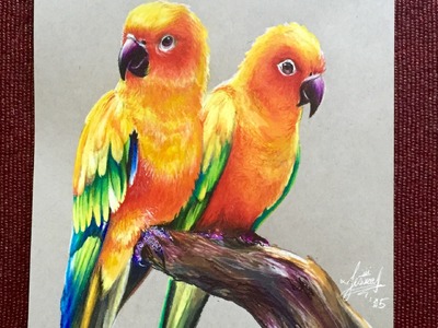 Realistic drawing of Parrots (Sun Parakeets)