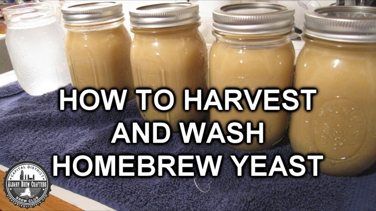 How To Harvest And Wash Homebrew Yeast