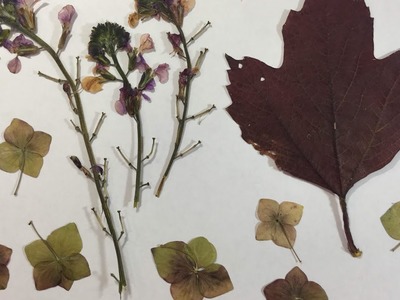 Dried Flowers and Leaves In Minutes (Part 1)