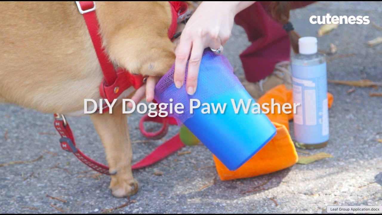 How To Clean Your Dog's Paws - Cuteness.com