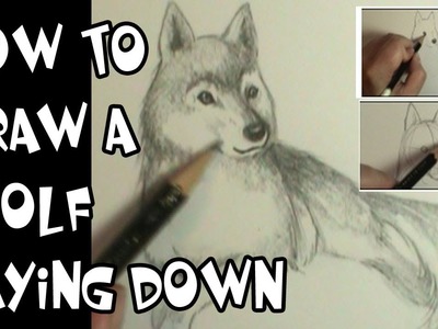 How to draw a wolf laying down