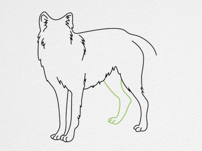 How to draw a WOLF step by step