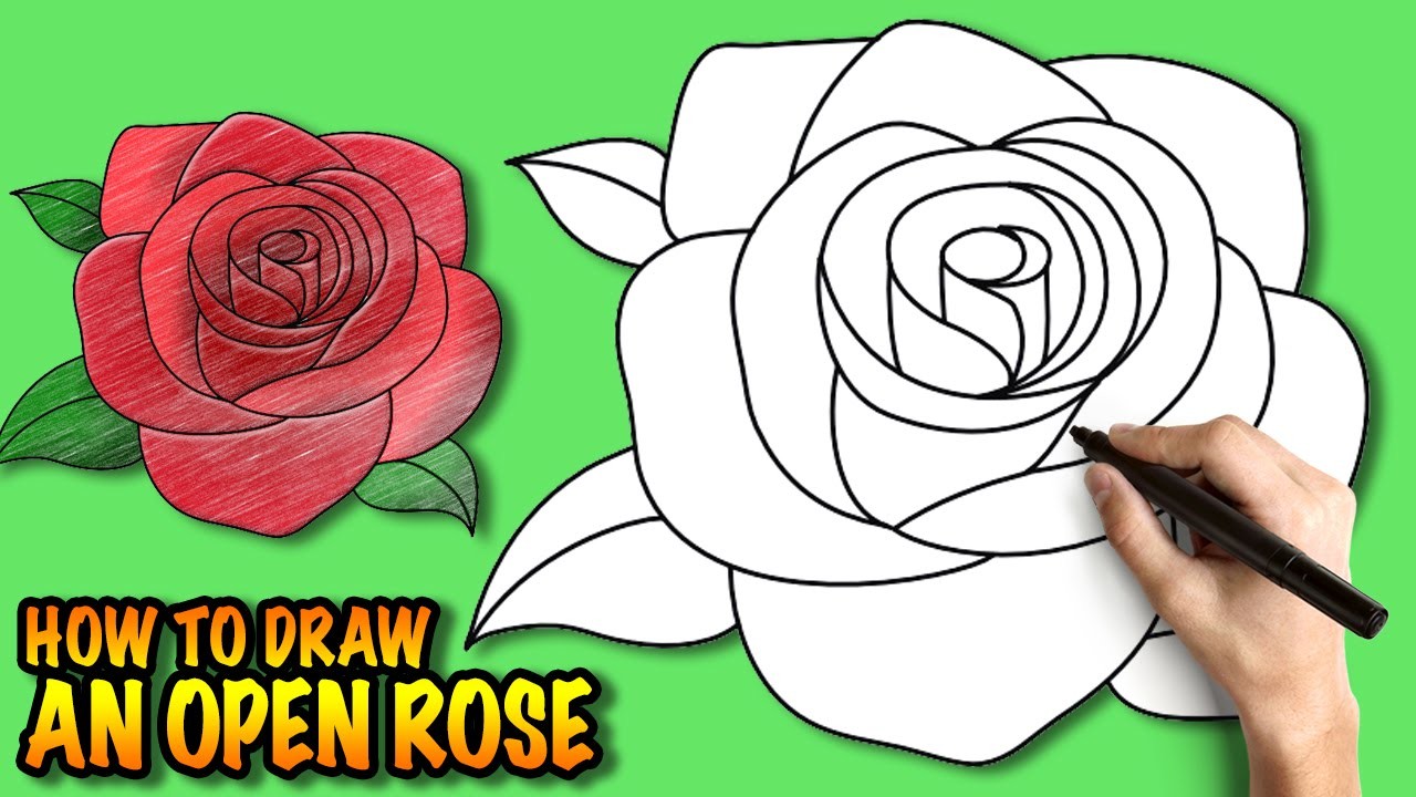  How To Draw A Rose Sketch Easy with Realistic