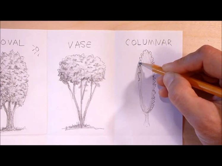How to draw basic tree shapes
