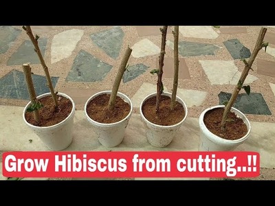 How to grow Hibiscus from cutting, grow hibiscus stem cutting