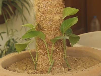 Improve your Interior With Green Indoor Plants _Fix Money Plant on Coir Stick