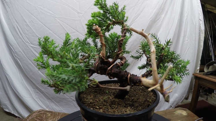Juniper specimen complete styling from nursery stock to bonsai tree how to wiring pruning