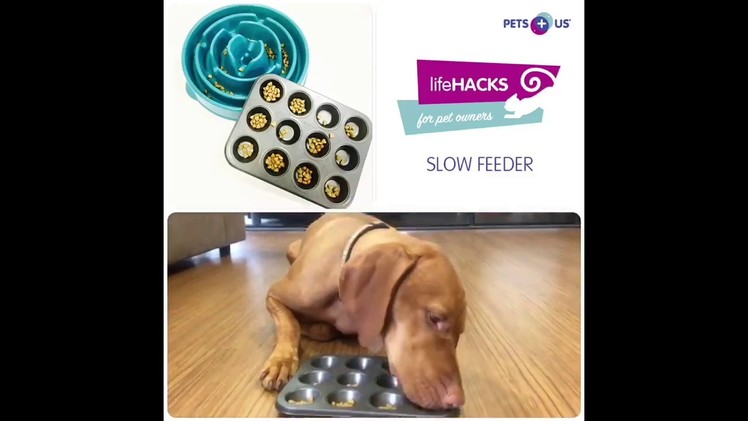Life Hacks For Pet Owners: DIY Slow Feeder