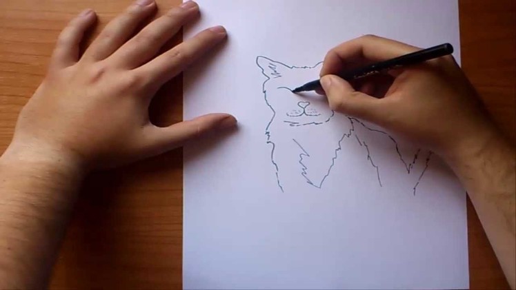 Como dibujar un gato paso a paso | How to draw a cat