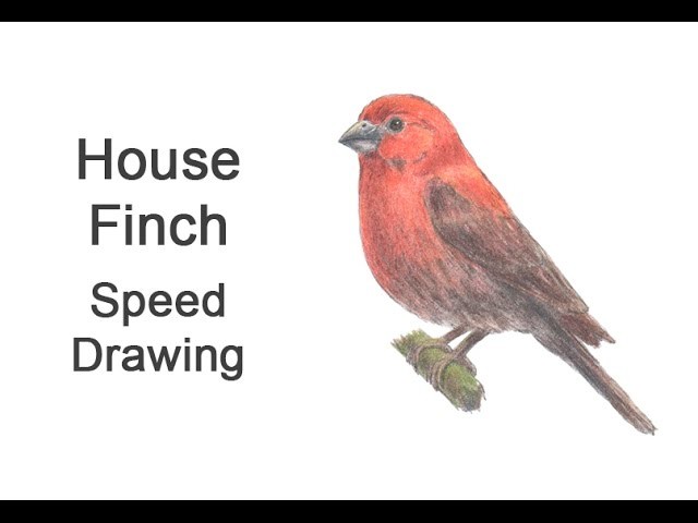 House Finch Time-lapse (Speed) Drawing
