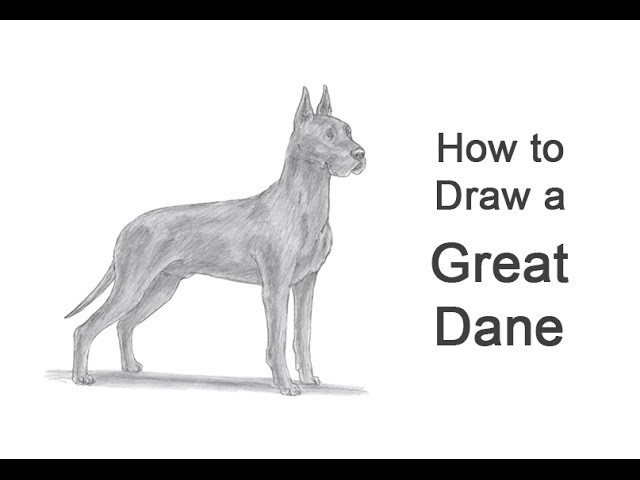 How to Draw a Dog (Great Dane)