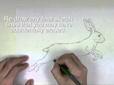 How to Draw a Hare