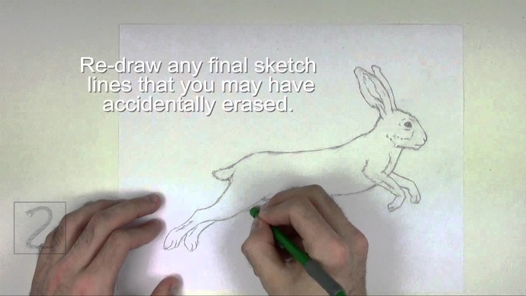 How to Draw a Hare