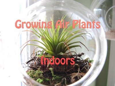 Growing Air Plants Indoors - Update