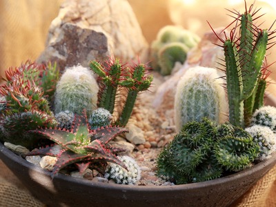 Make a Mini High Desert Succulent Garden
