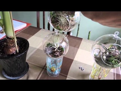 Tillandsia (Air Plants) Growing in Glass Orb Terrariums