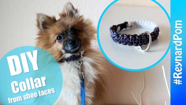 DIY Pet Collar (From Shoe Laces)