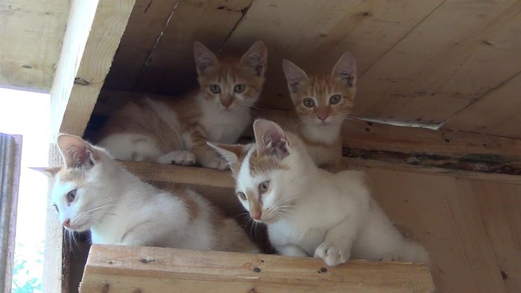 Building a house for kittens and cats