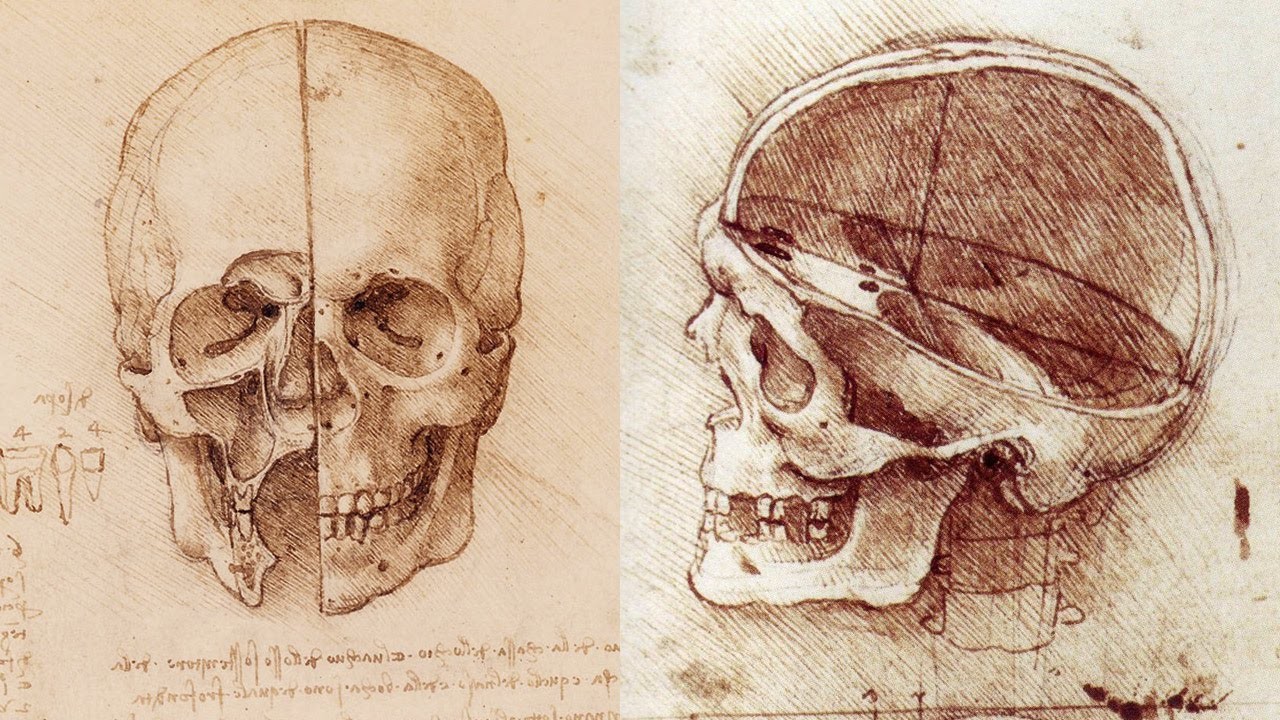 How to Draw a Skull - Anatomy Master Class