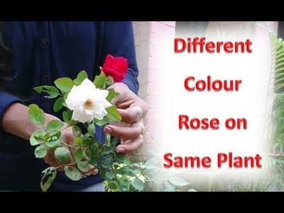 Easy way to graft rose: Multiple color flower on single rose plant