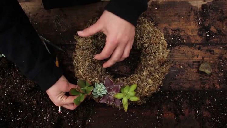 How to Create a Living Wreath With Succulents!