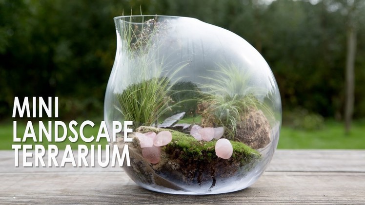 How to make a Mini Landscape Terrarium with air plants and Grass