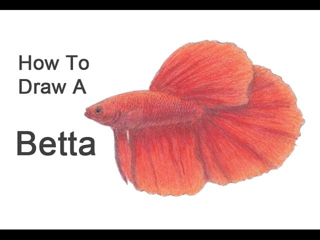 How to Draw a Betta