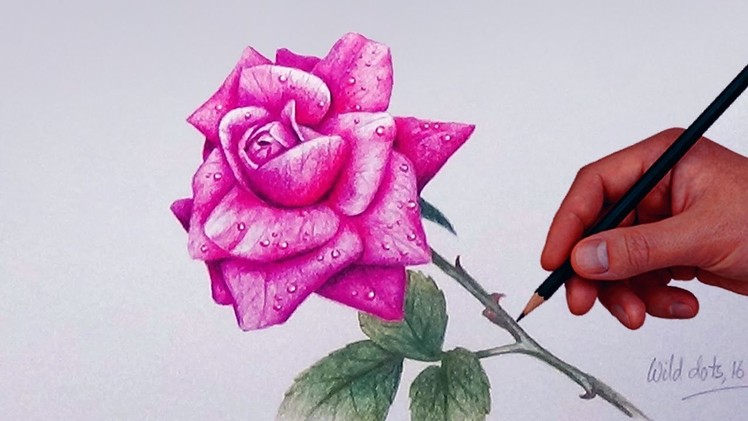 How To Draw A Rose With Simple Colored Pencils |