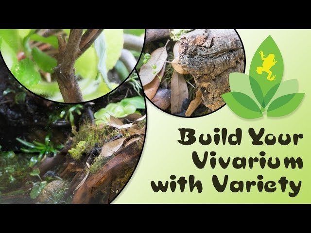 Paludarium Build with Custom Background, Waterfall, and Live Plants | Josh's Frogs