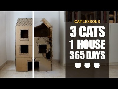 A Year in the Life of a Cat Cardboard House