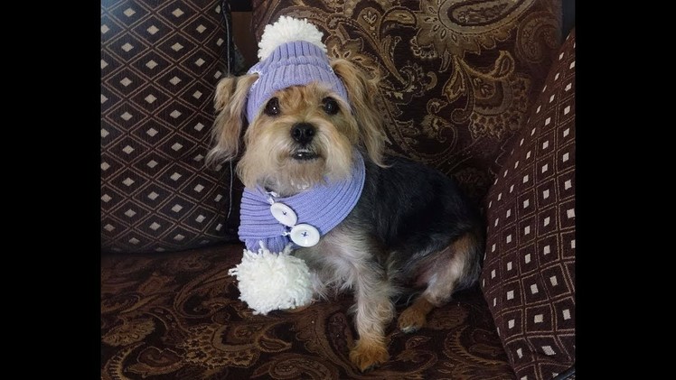 Gorro y bufanda para perritos.How to crochet dog hat and scarf