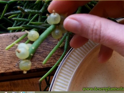 How to Harvest Cactus seed from a Mistletoe cactus. Rhipsalis cactus