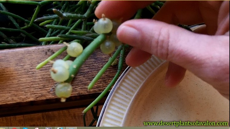 How to Harvest Cactus seed from a Mistletoe cactus. Rhipsalis cactus