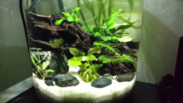 Jar Aquarium.