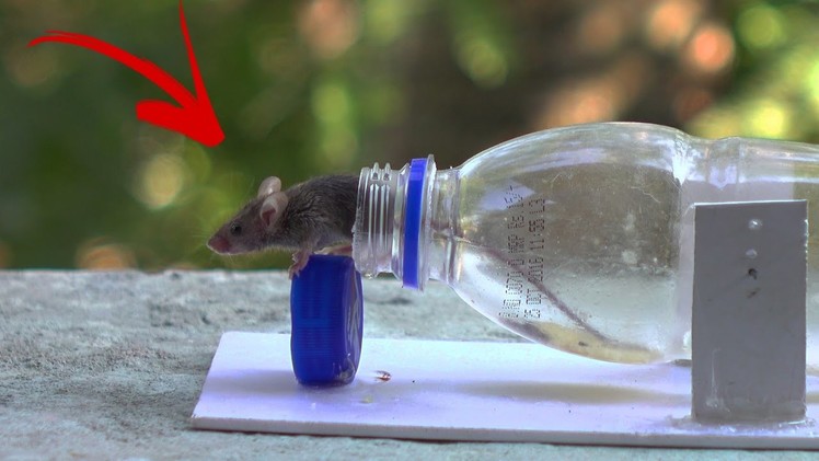 Mouse trap - How To Make a Mouse Trap at Home