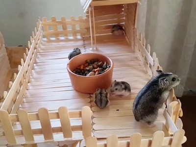 Como ficou o play ground dos hamster - Pets Na Net