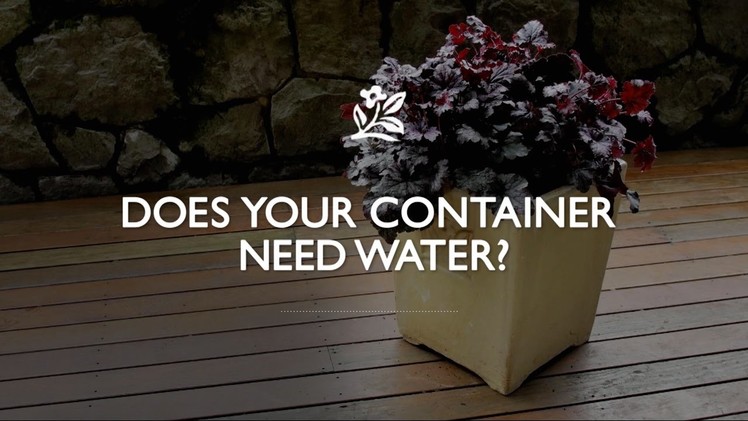 Does Your Container Plant Need Water?