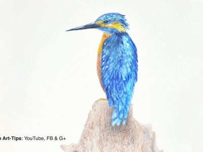 How to Draw a Kingfisher With Aquarelle Pencils