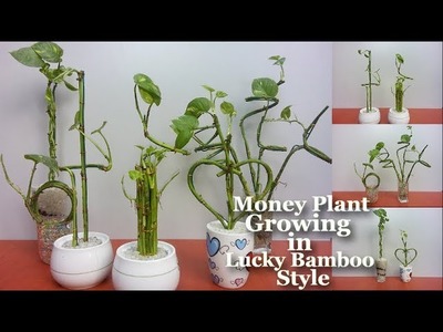 Money Plant Growing in Lucky Bamboo style | How to Grow Money Plant Your Own Style | Money Plant |