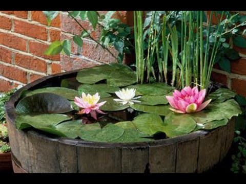 An Easy Water Garden Try A Pond In A Pot
